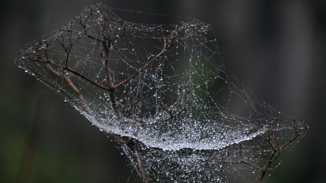 雨珠