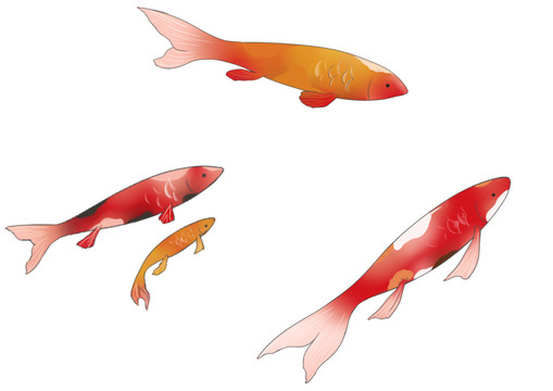 手繪動物鯉魚錦鯉卡通插畫