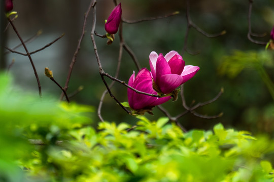 紫玉兰花