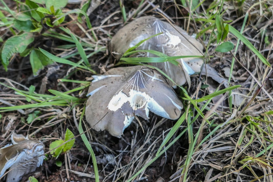 鸡枞菌