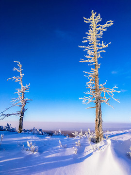 冰雪松树雾凇