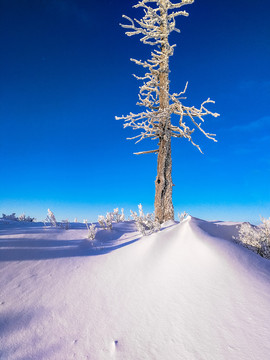 积雪中挺拔的松树