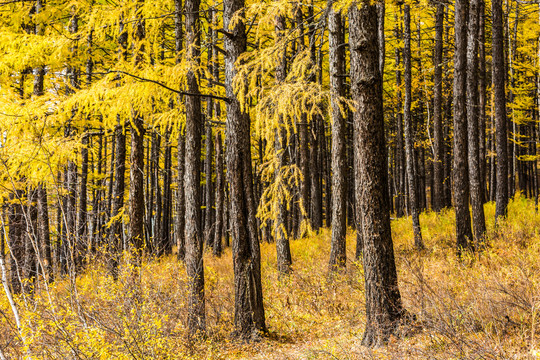 秋季金色松树林
