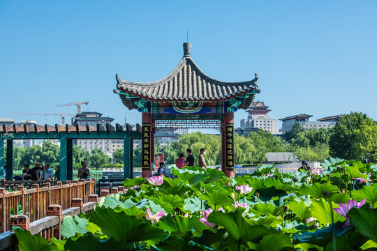 北京莲花池城市湿地风光