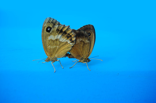 交尾的蝴蝶