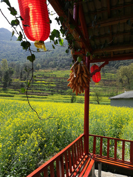 罗平油菜花海