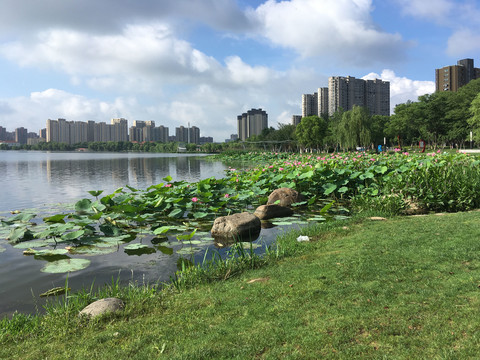 龙池湖边水生植物