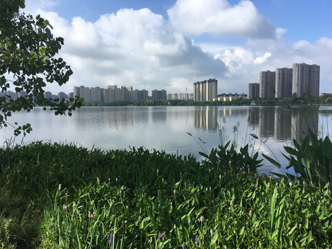 龙池湖再力花雨久花全景