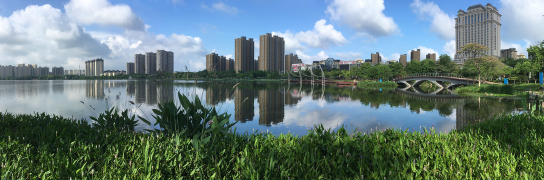 龙池湖再力花雨久花全景