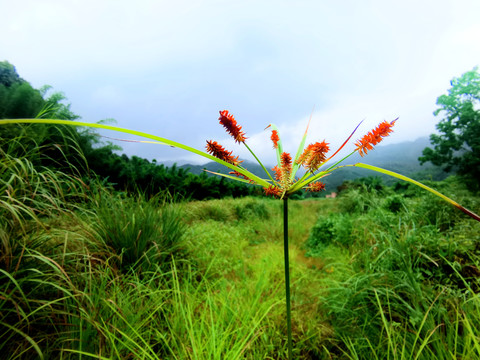 沙草