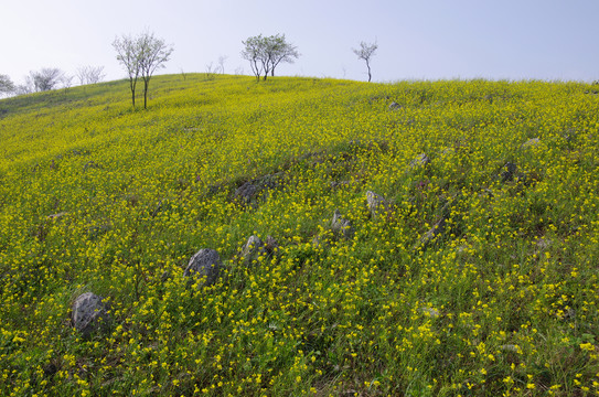 山岗春色