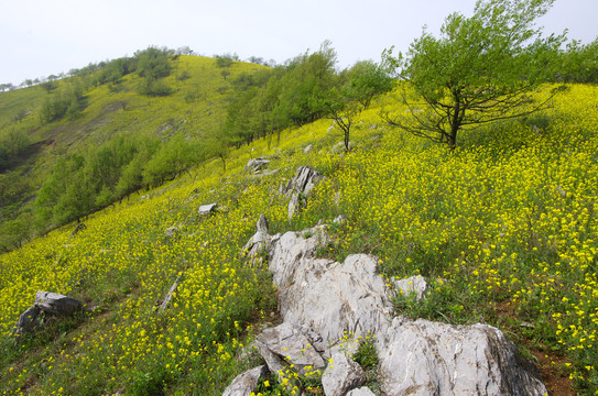 山坡春色