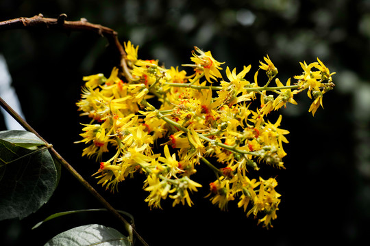 栾树花