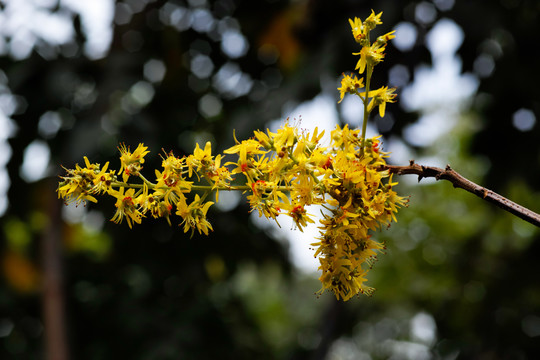 栾树花