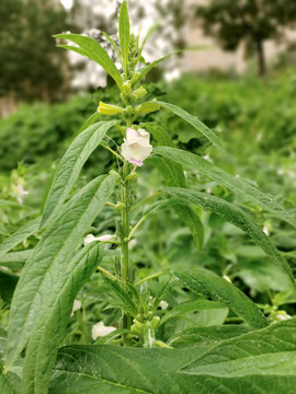 芝麻开花