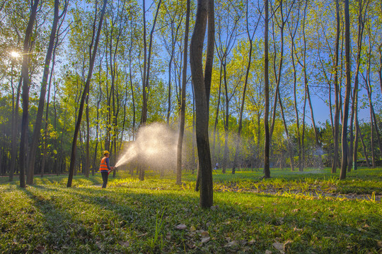 园林工人洒水的树林