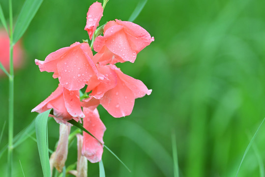 玉蝉花