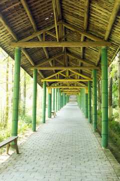 竹子长廊