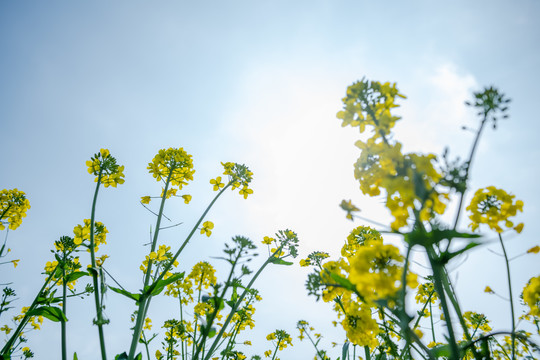 油菜花与天空