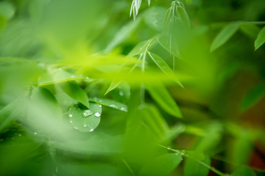 植物花草