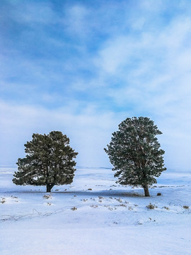 冬季雪原松树竖幅
