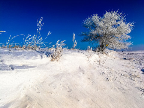 雪地一棵树雾凇