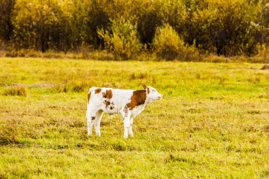 秋季草地和小花牛