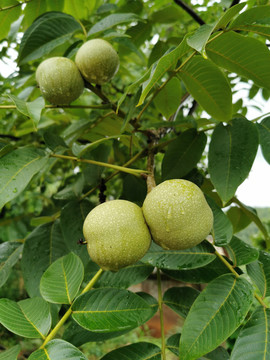 黑桃树上的果实