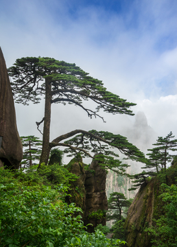 黄山迎客松