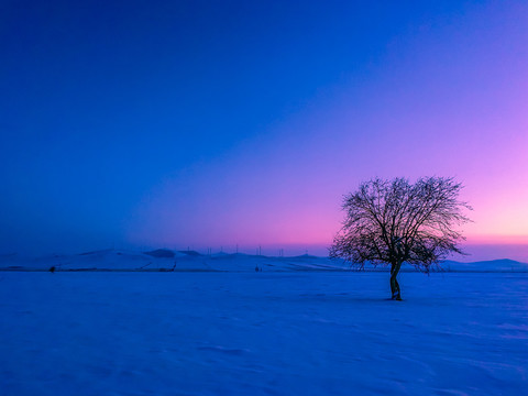 冬季傍晚雪原一棵树