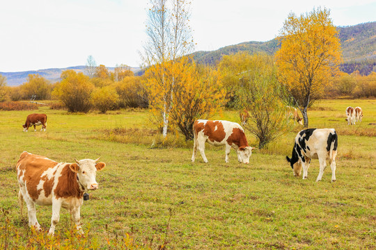 秋季多彩森林牛群