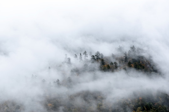 水墨山水1森林