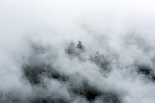 水墨山水1森林