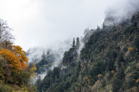 水墨山水1森林