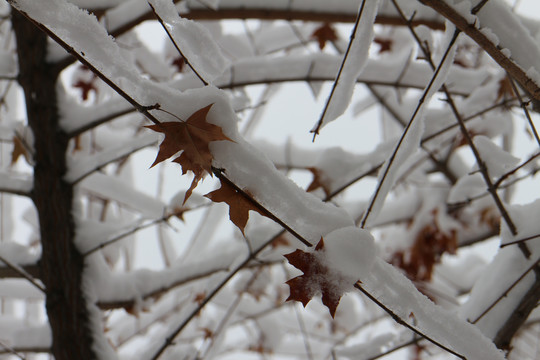 白雪枫叶