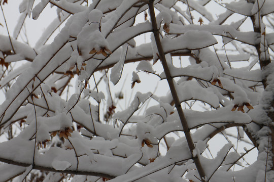 白雪枝叶