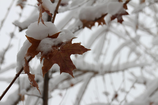 白雪枫叶