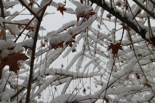 白雪枫叶