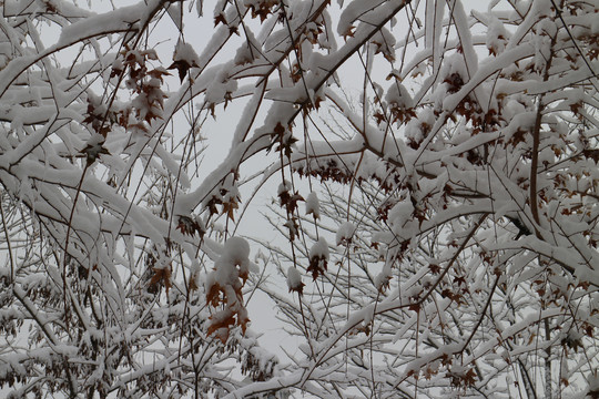 白雪枫叶