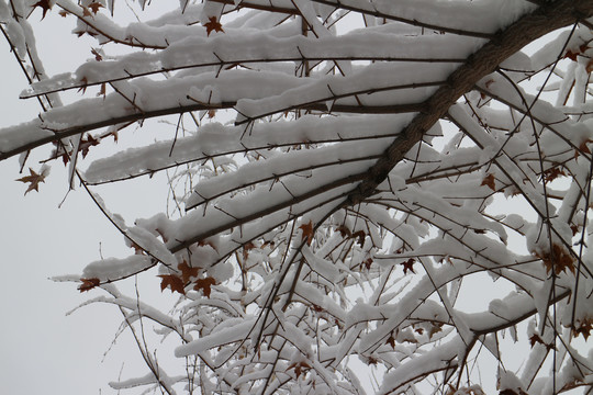 白雪枫叶