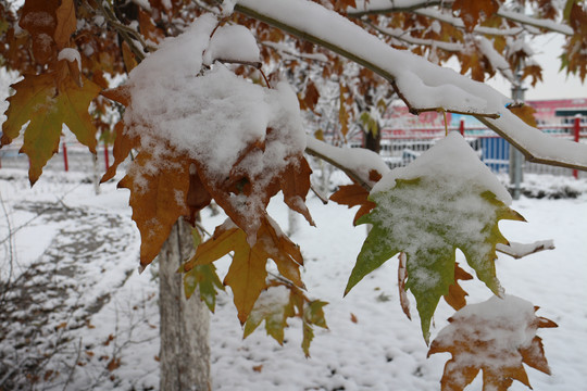 白雪黄叶