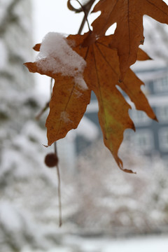 白雪黄叶