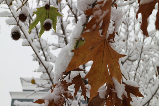 白雪黄叶