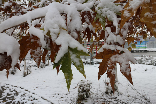 白雪梧桐叶