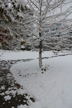 大雪小路