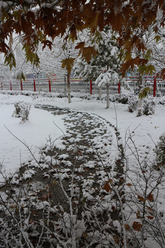 大雪落叶小路