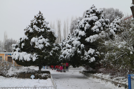 大雪压青松