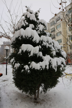 大雪青松