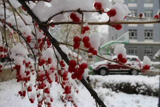 冬雪红果