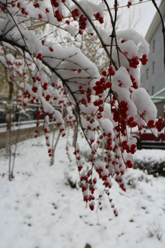 冬雪红果